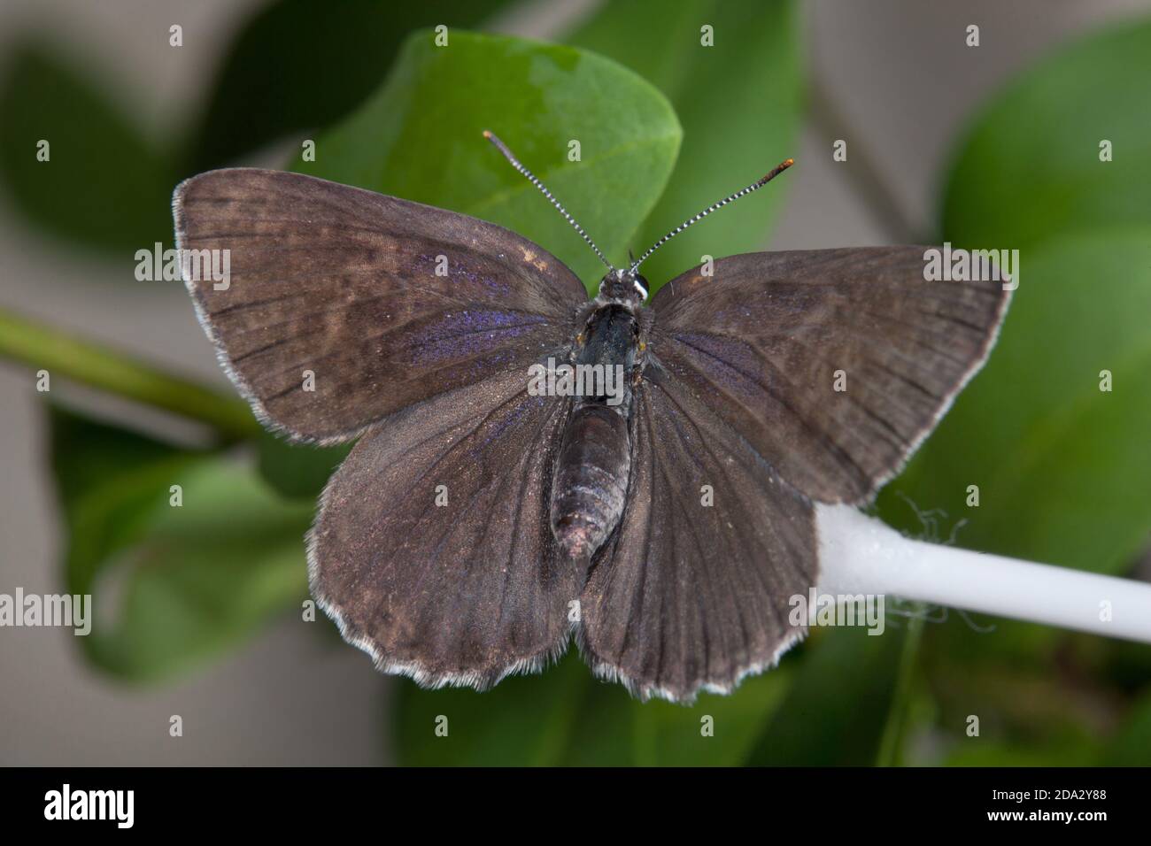 Spanish Purple Hairstreak (Laeosopis roboris), sitzend auf einem Q-Tip, dorsale Ansicht, Frankreich Stockfoto