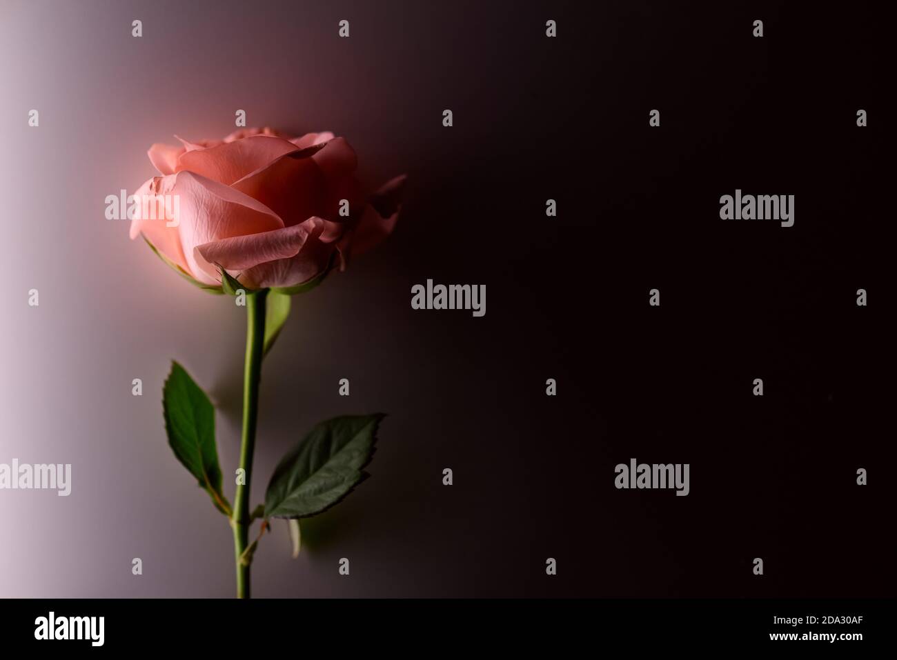 Rosenblüte mit konzeptuellem Seitenlicht Stockfoto