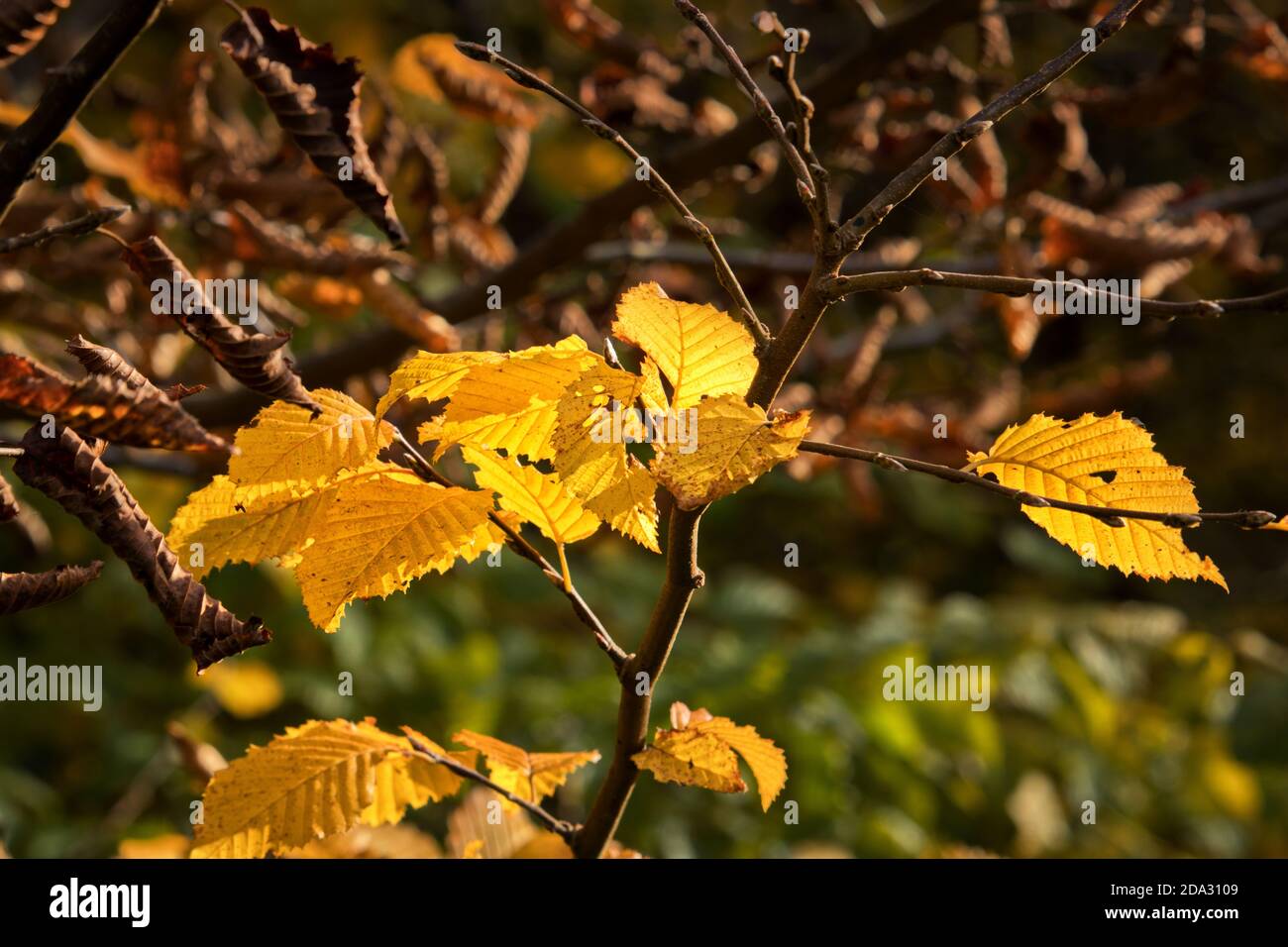 Herbstblätter in verschiedenen Stadien des Verfalls auf dem buugh Eines kleinen Baumes Stockfoto