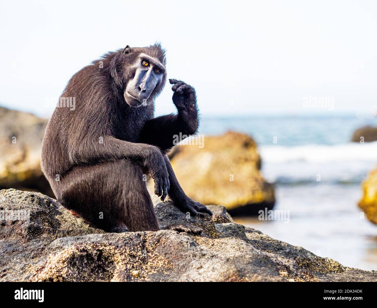 Schwarze Crested Macaques im Tangkoko Nature Reserve, Nord Sulawesi, Indonesien Stockfoto