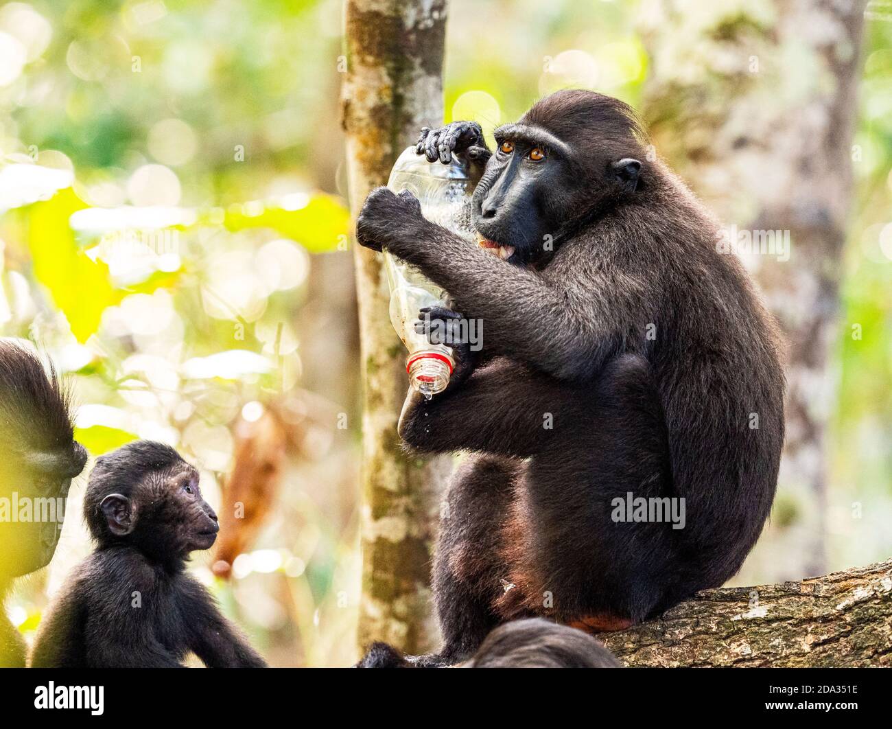 Schwarze Crested Macaques und Plastikverschmutzung im Tangkoko Nature Reserve, Nord Sulawesi, Indonesien Stockfoto