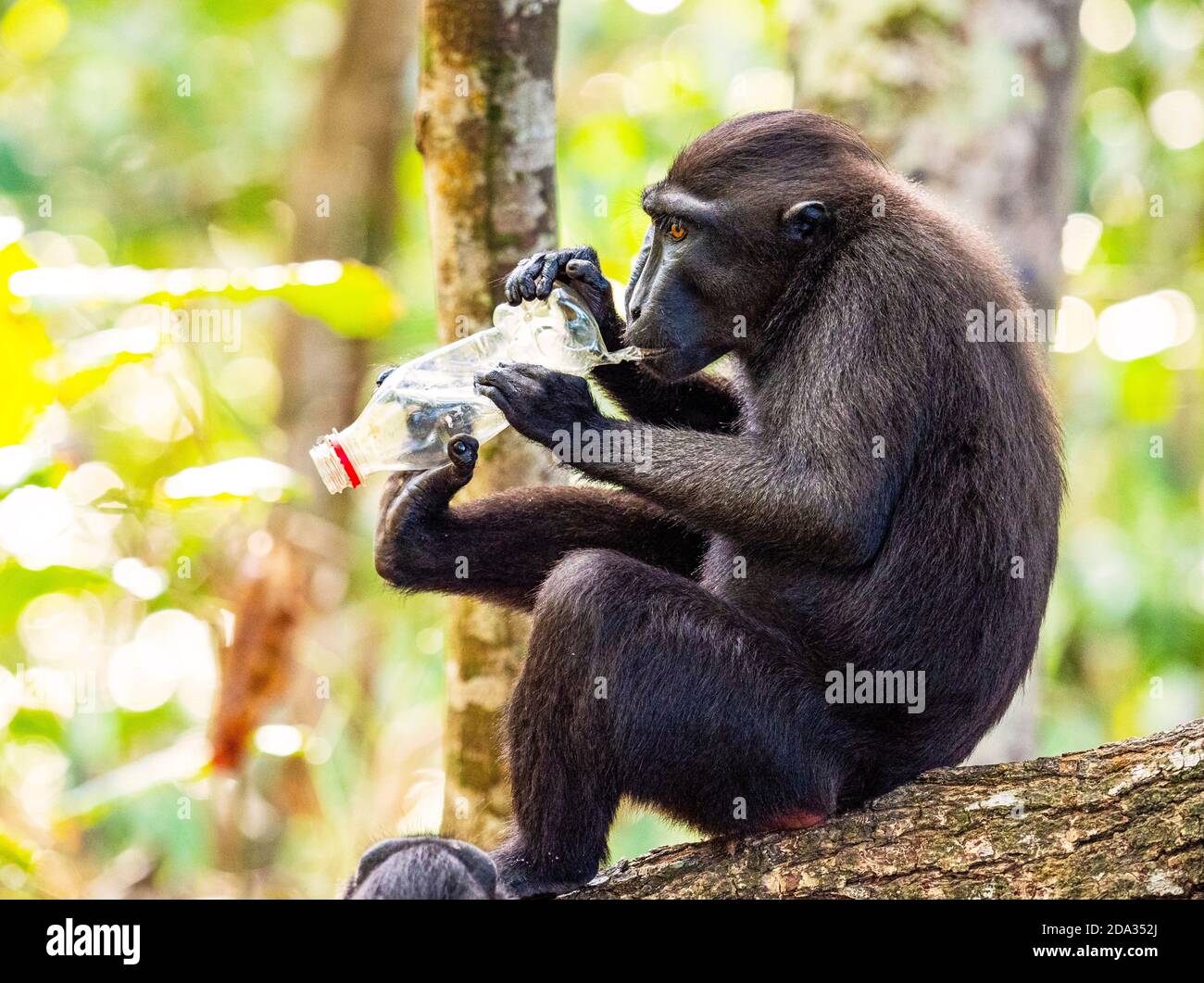 Schwarze Crested Macaques und Plastikverschmutzung im Tangkoko Nature Reserve, Nord Sulawesi, Indonesien Stockfoto