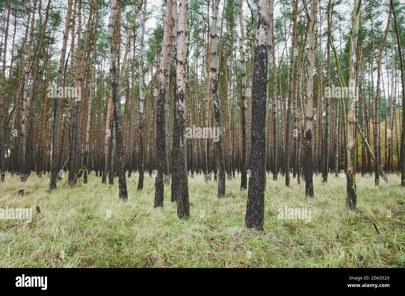 Bild von herbstlichen Wald mit Birken. Stockfoto
