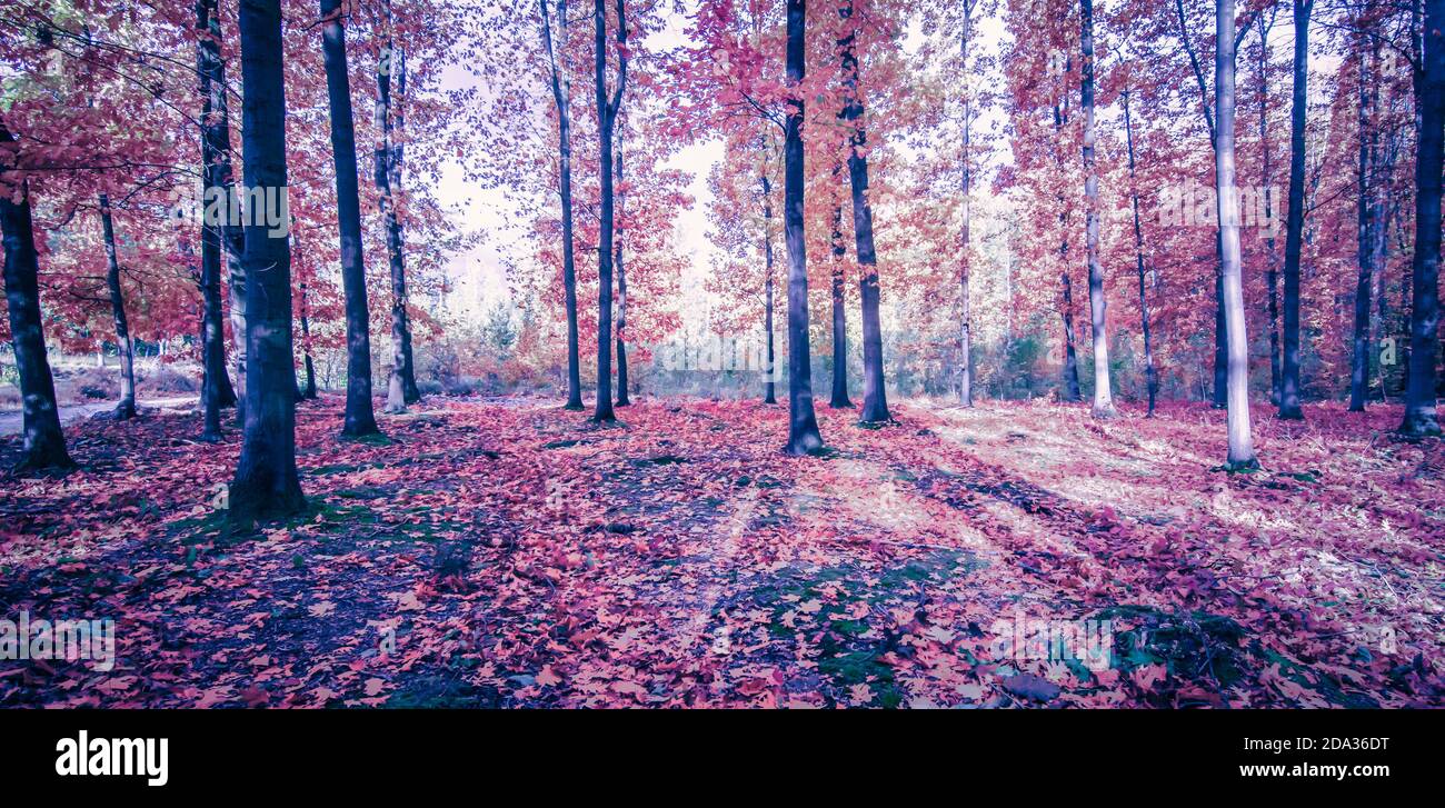 Herbstwaldlandschaft. Zauberhafte Aussicht auf den Morgen in kalten Farben. Stockfoto