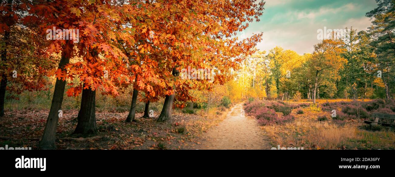 Herbstwaldlandschaft mit roten Eichen (Quercus Rubra). Panoramablick. Stockfoto