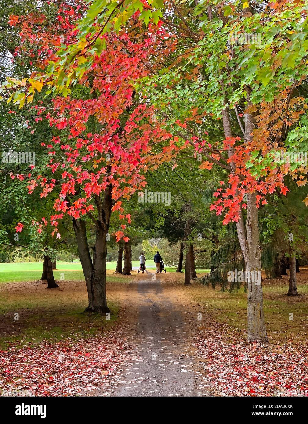 Zwei Golfer schieben ihre Golfwagen einen Pfad hinunter Ein kühler Herbsttag in Kanada Stockfoto