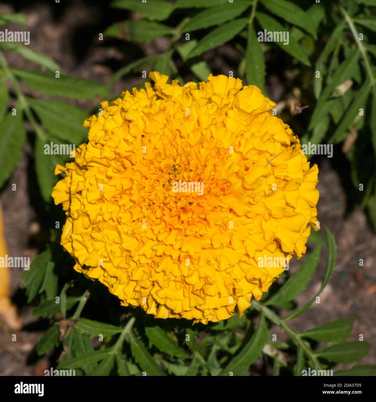 Gelbe Afrikanische Ringelblume Ringelblume Stockfoto
