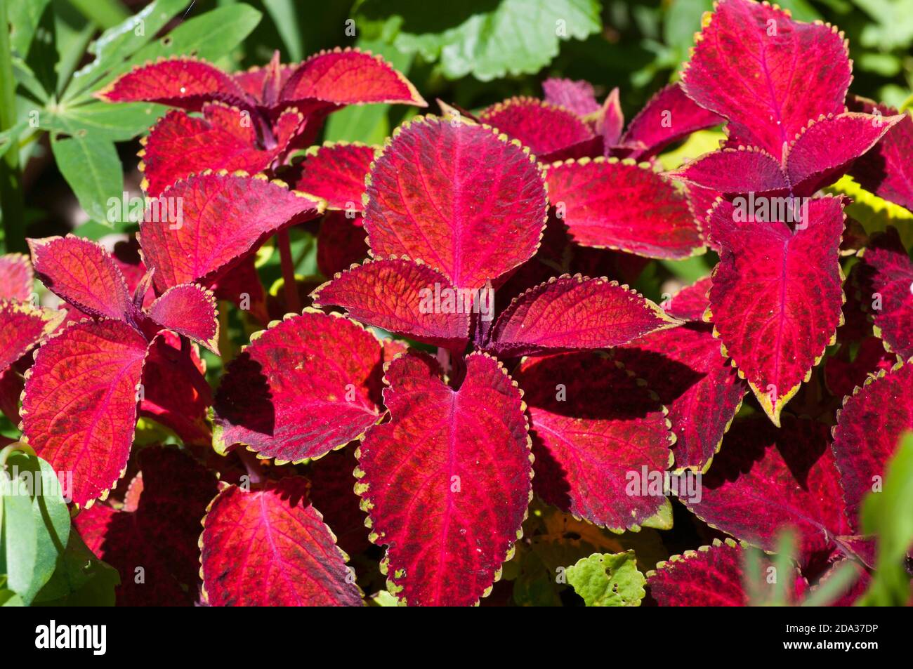 Rote Blätter Der Coleus-Pflanze Stockfoto