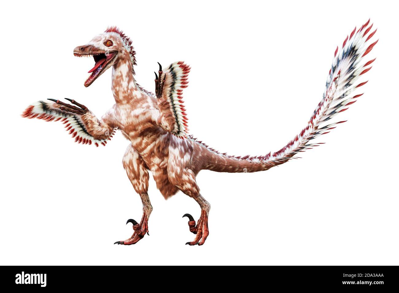 Aufstehen Velociraptor mongoliensis isoliert auf weißem Hintergrund. Theropod Dinosaurier mit Federn aus Kreidezeit wissenschaftlichen 3D-Rendering krank Stockfoto