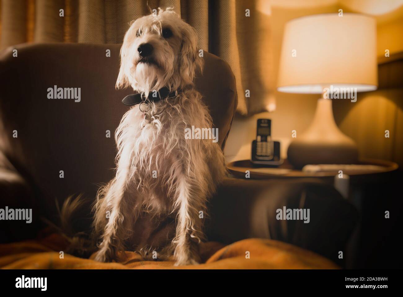 Scruffy junge lurcher Hund auf einem Stuhl entspannen Stockfoto
