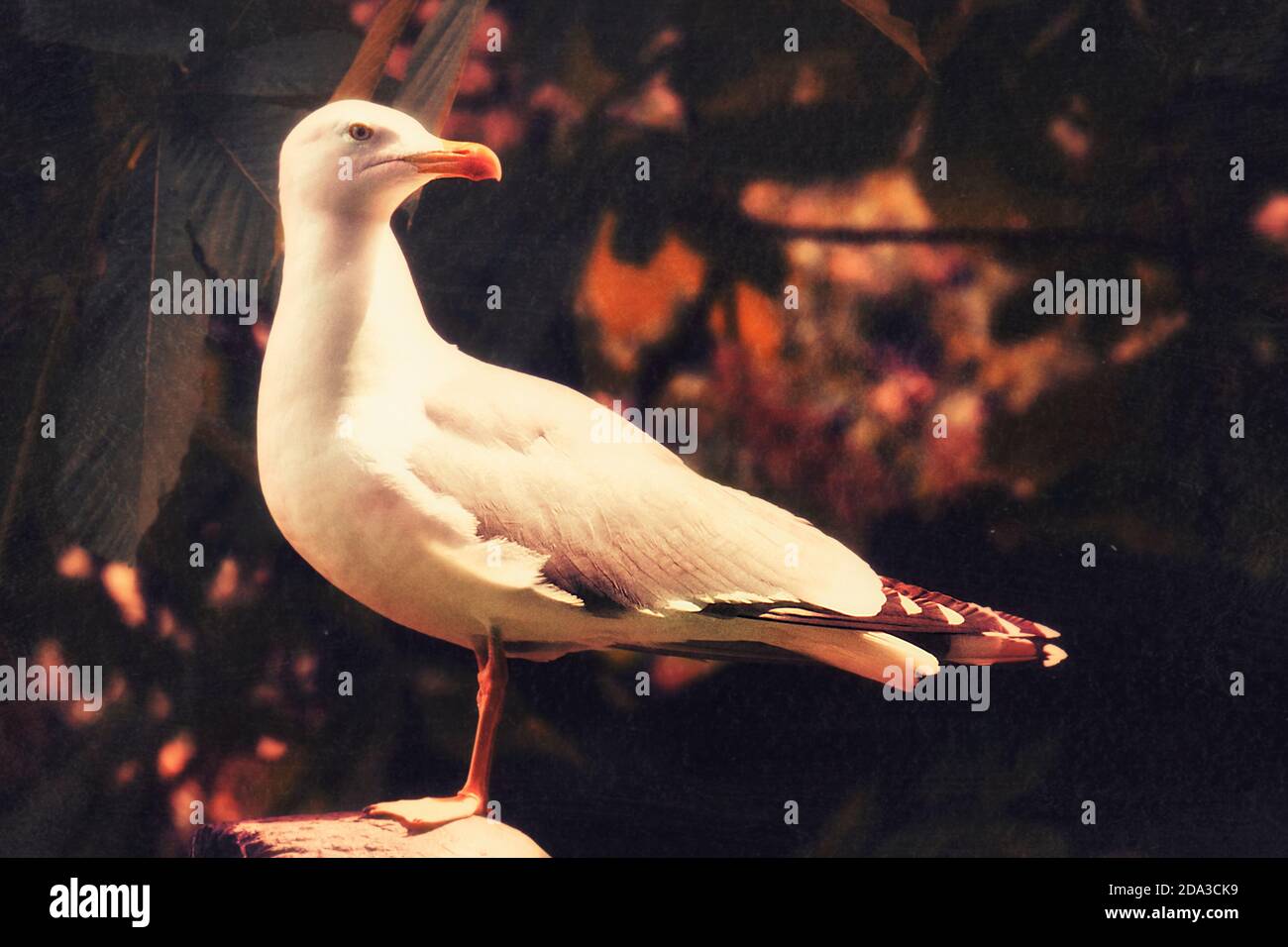 Vogel und Natur. Porträt einer einzigen Möwe. Vintage-Film-Effekt digital angewendet. Stockfoto