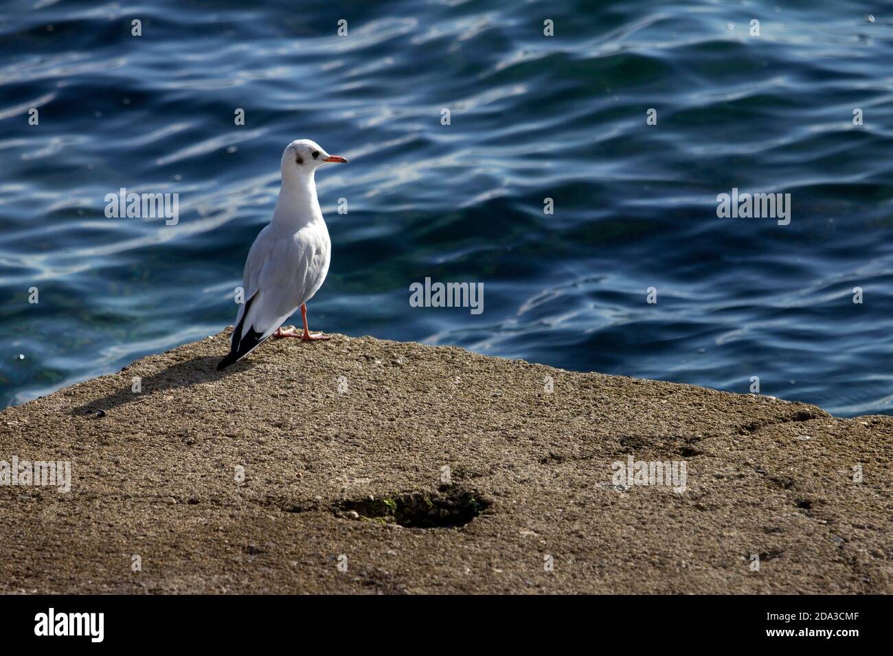 Vogel und Natur. Eine einzige Möwe ruht auf dem Felsen vor dem Meer Stockfoto