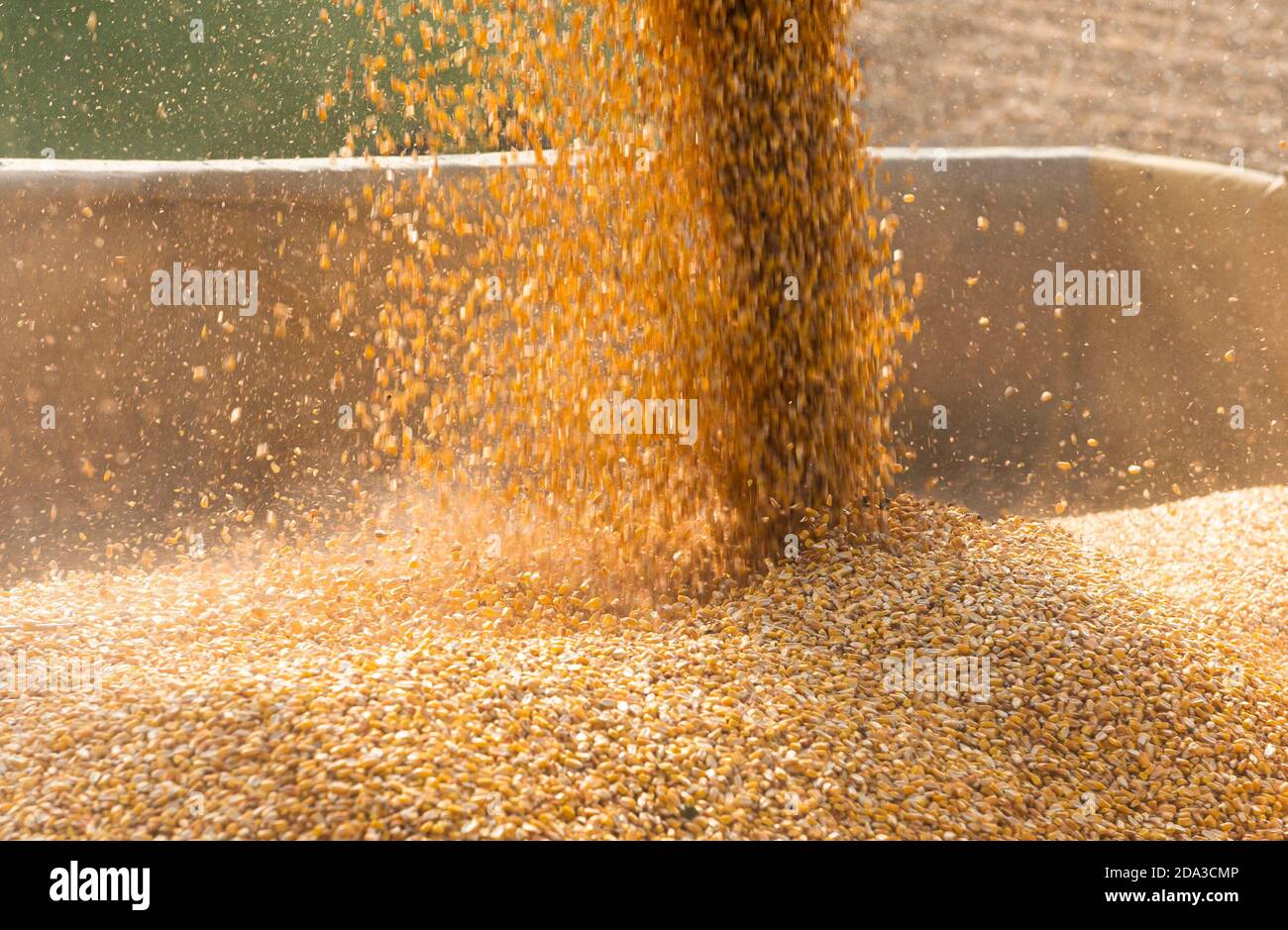 Getreideschnecke des Mähdreschers, die Mais in den Traktoranhänger eingießt Stockfoto