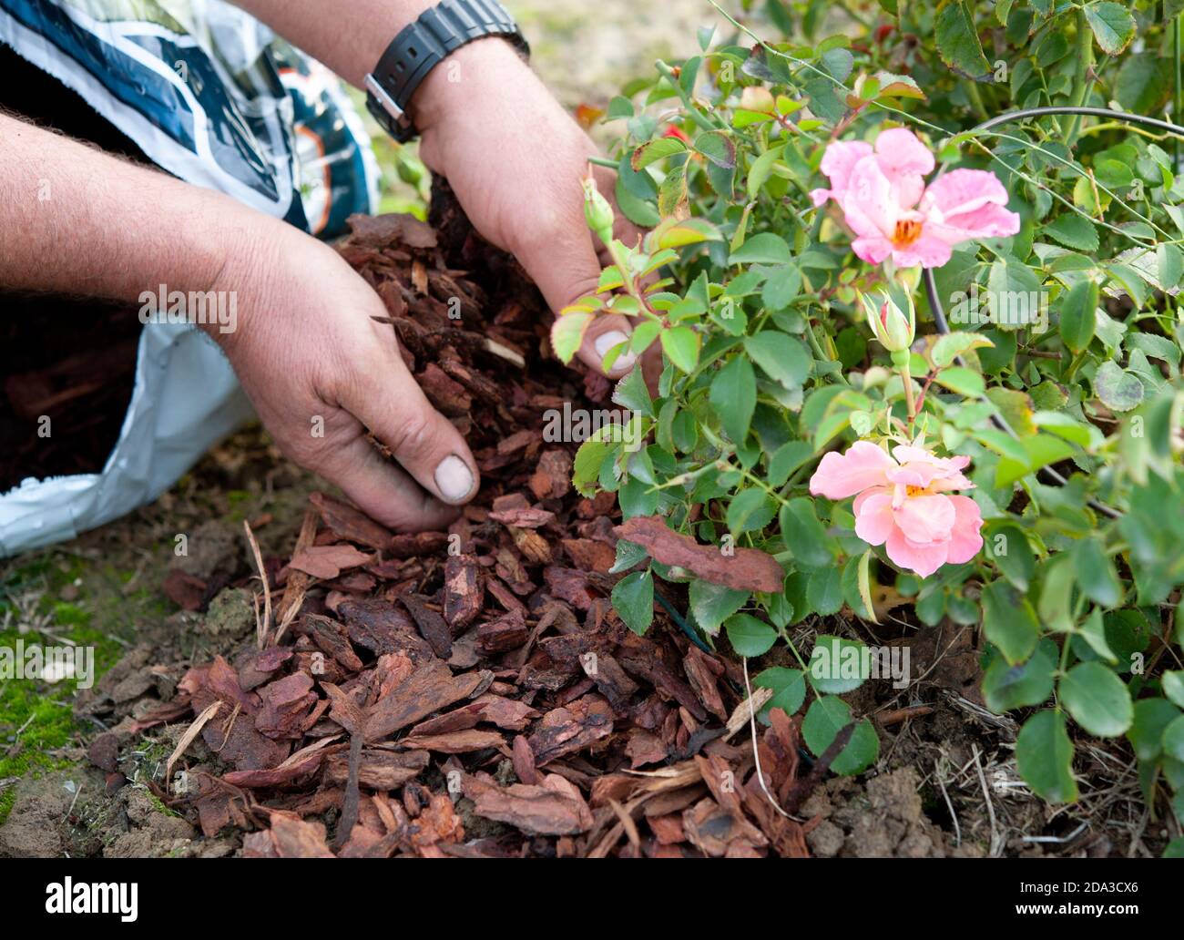Der Gärtner nutzt die Kiefernrinde, um in Erwartung des Winters einen Rosenstrauch zu mulchen. Mulchen ist eine Kultivierungstechnik. Stockfoto