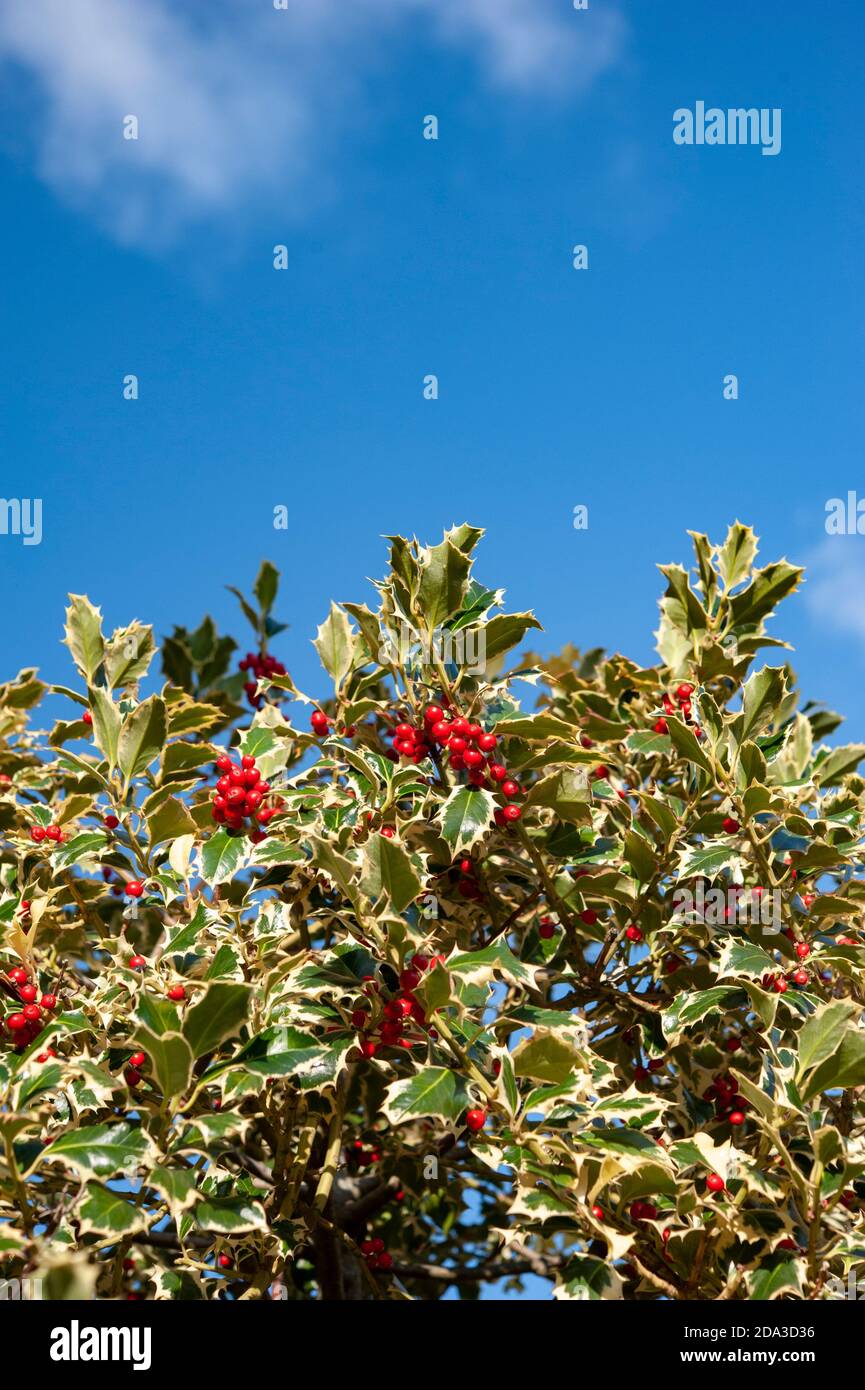 Ilex aquifolium, die Stechpalme, ist ein immergrner Baum oder Strauch. Es  ist gemeinhin mit Weihnachten verbunden Stockfotografie - Alamy
