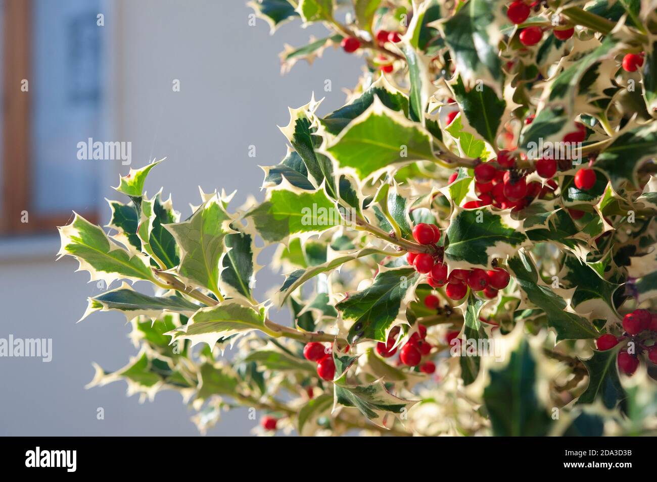 Ilex aquifolium, die Stechpalme, ist ein immergrner Baum oder Strauch. Es  ist gemeinhin mit Weihnachten verbunden Stockfotografie - Alamy