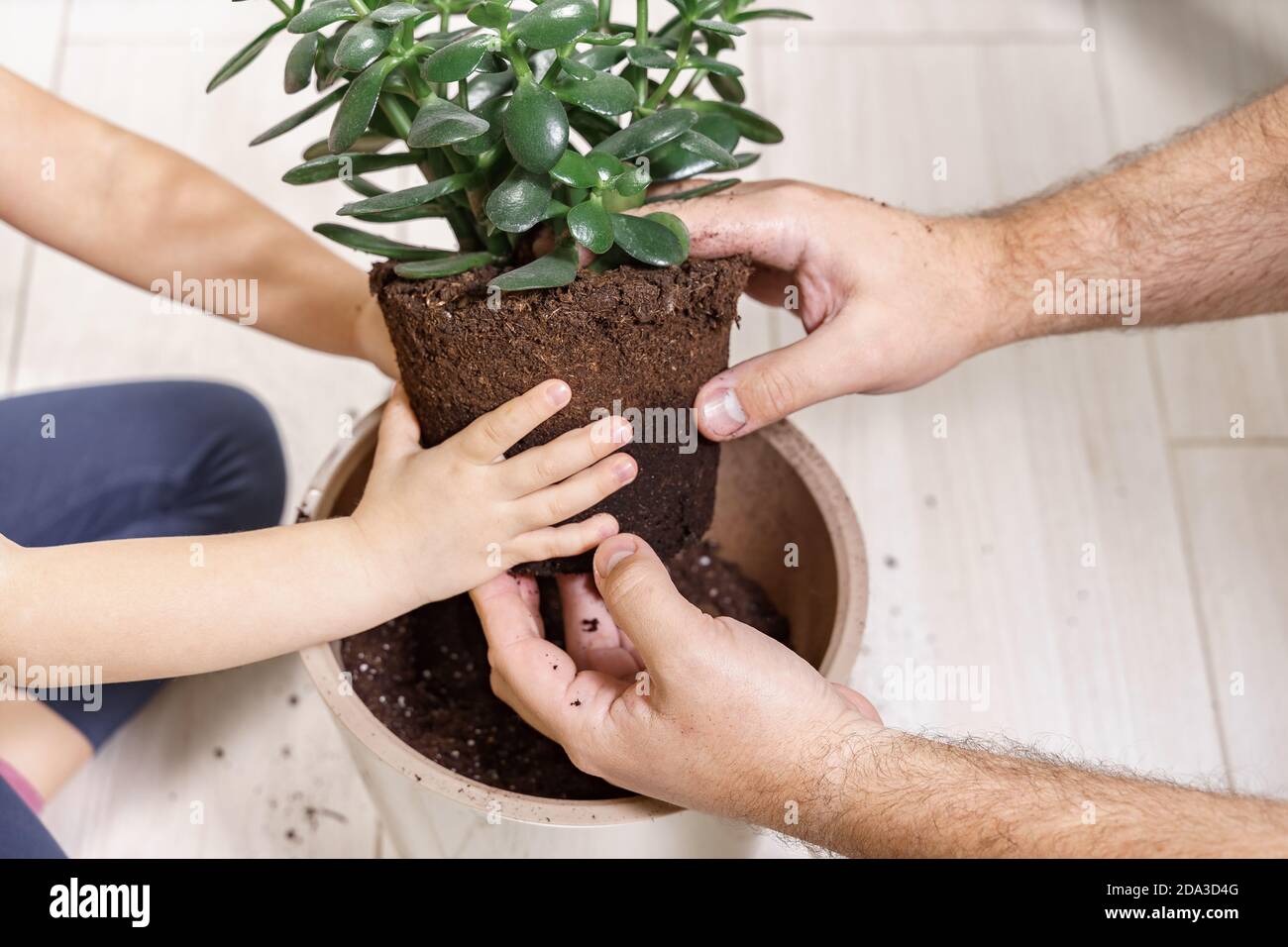 Papa und kleine Tochter transplantieren zusammen eine Zimmerpflanze in einen anderen Topf. Familienleben Stockfoto