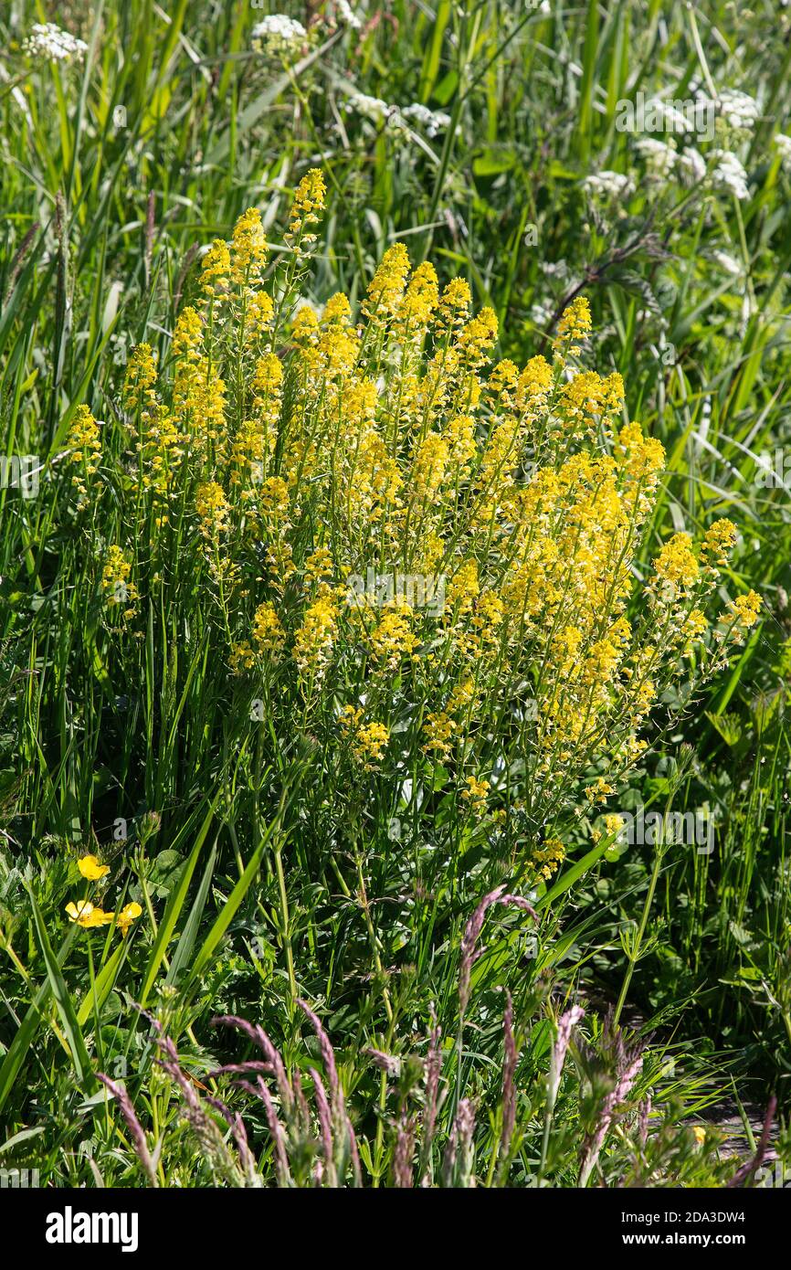 Blühende Bitterkresse (Barbarea vulgaris) Stockfoto