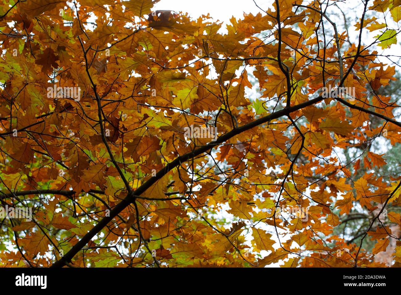 Herbstblätter der nördlichen Roteiche (Quercus rubra) Stockfoto