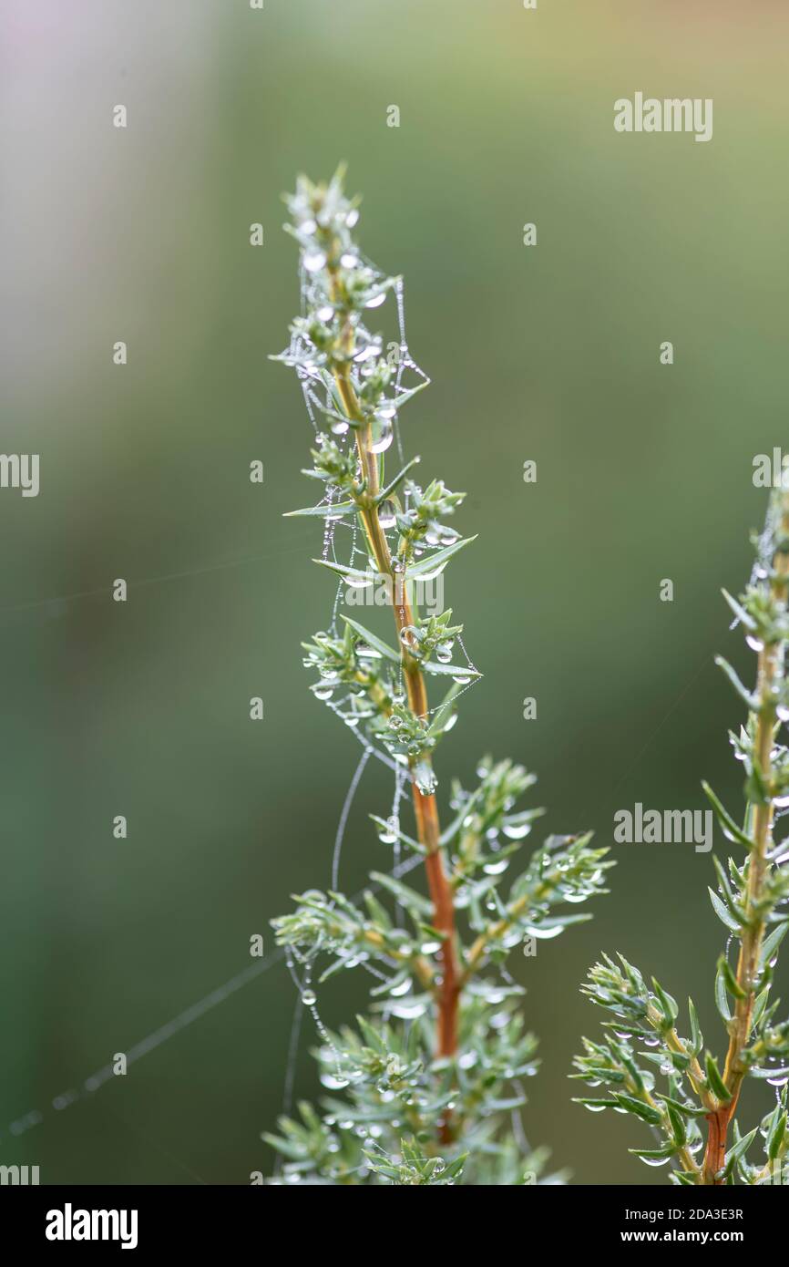 Ein mit Tau und Feuchtigkeit bedecktes Spinnennetz (Arachnida) spann sich über Nadelpflanzen im Herbst für den Fang von Insektenfreuten sichtbarer Durch die Wassertropfen Stockfoto