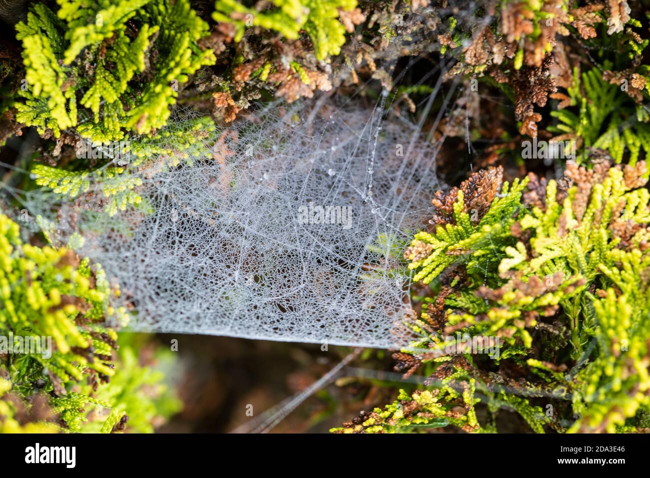 Ein Spinnennetz (Arachnida) drehte sich, um fallende Beute zu fangen Und stark beladen mit herbstlicher Feuchtigkeit und Tau am Basis eines Nadelbaums Stockfoto