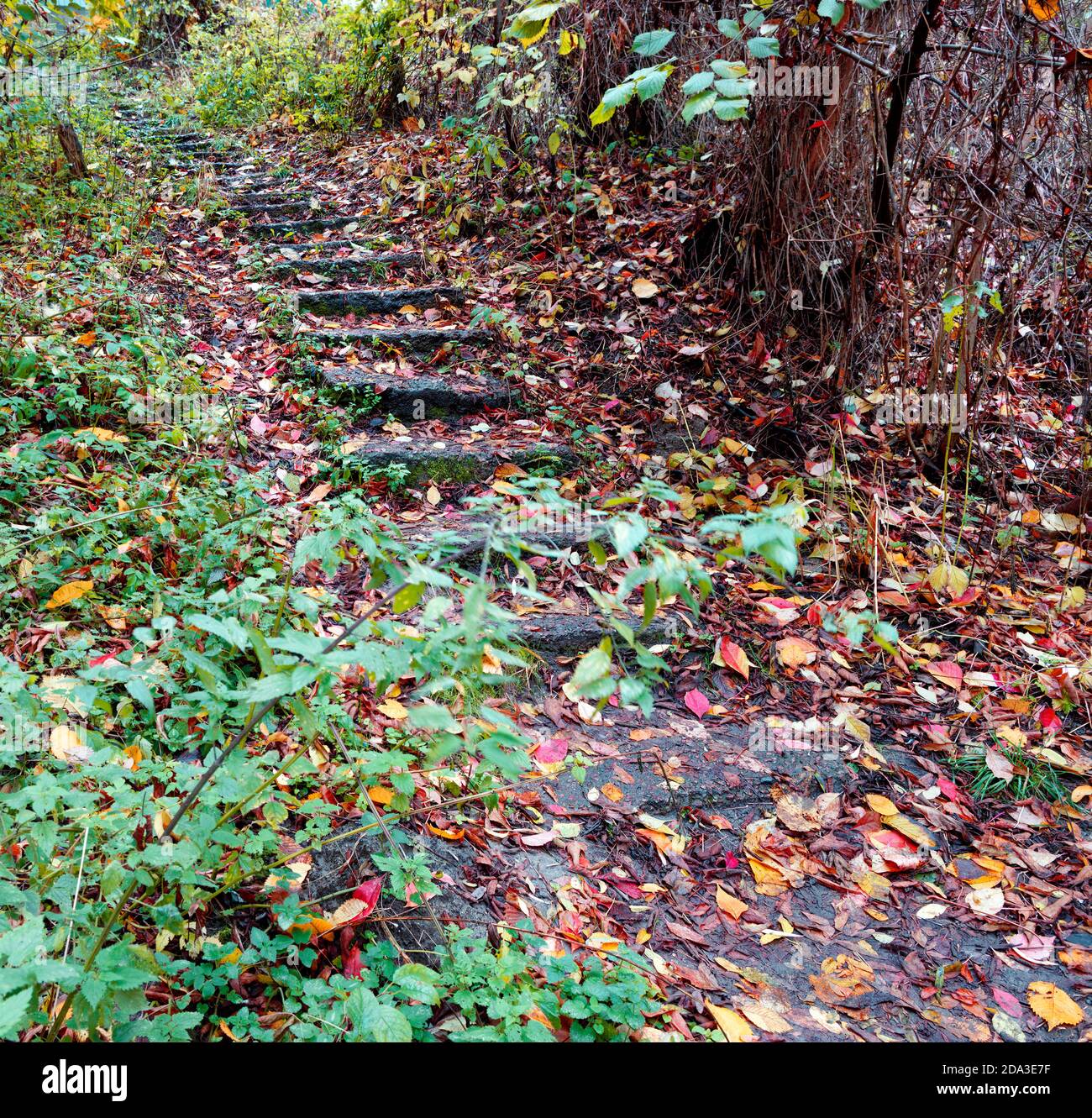 Eine alte Steintreppe führt zur Spitze des Abhangs, mit gefallenen Blättern, die den Weg bedecken. Stockfoto