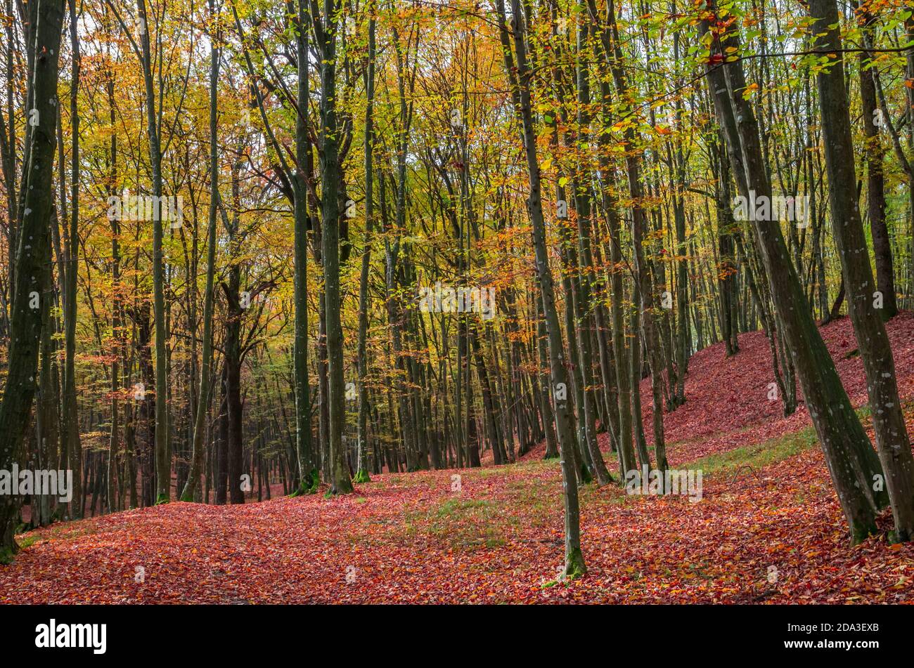 Herbst im Wald, Karpaten, Rumänien. Lebendige Herbstfarben im Wald. Landschaft der Natur mit Sonnenlicht durch Äste von Bäumen Stockfoto