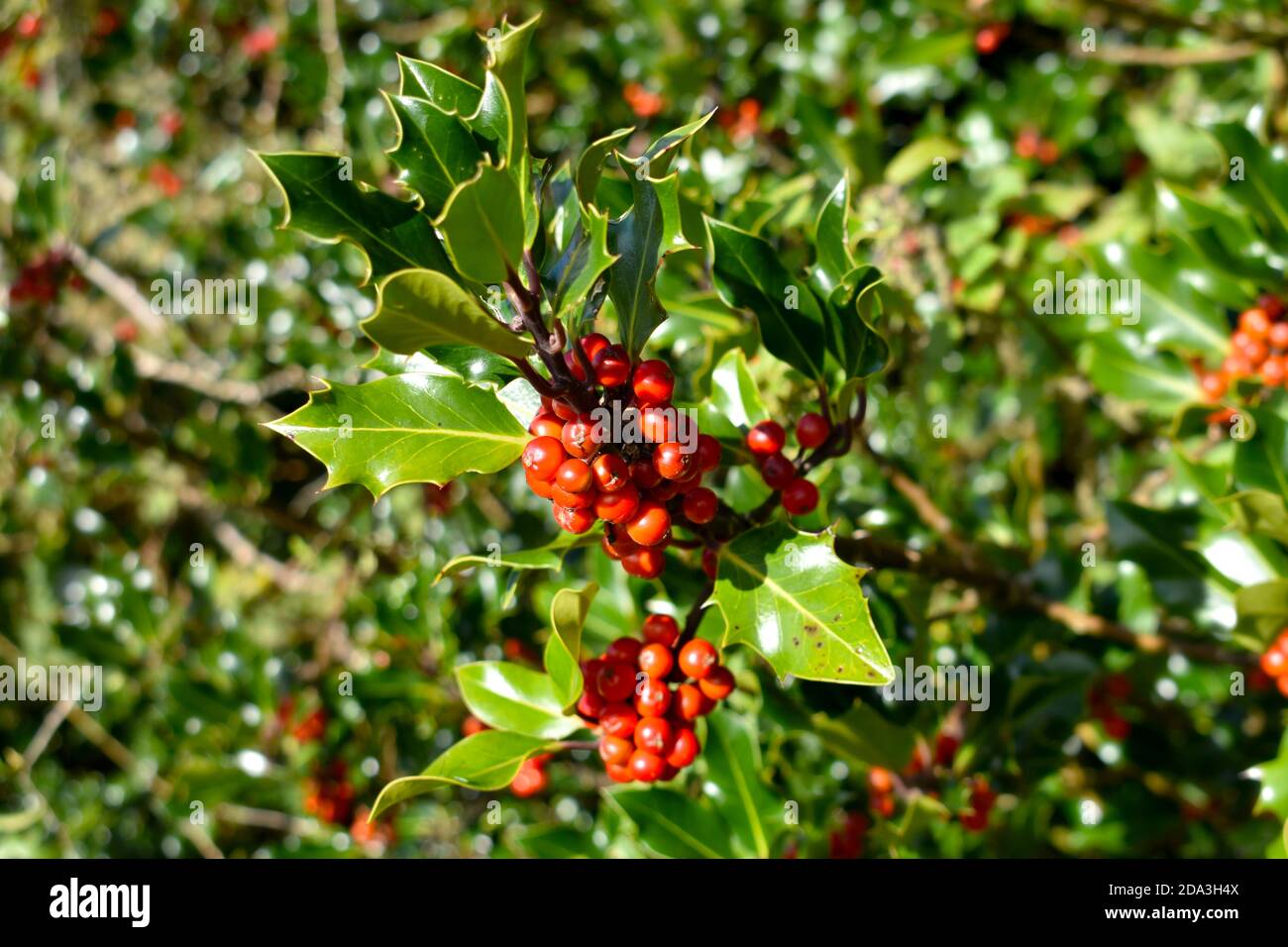 Nahaufnahme der Gruppe von roten Stechbeeren auf einem Üppiger grüner Stechbusch bei Wintersonnenstrahlen Stockfoto