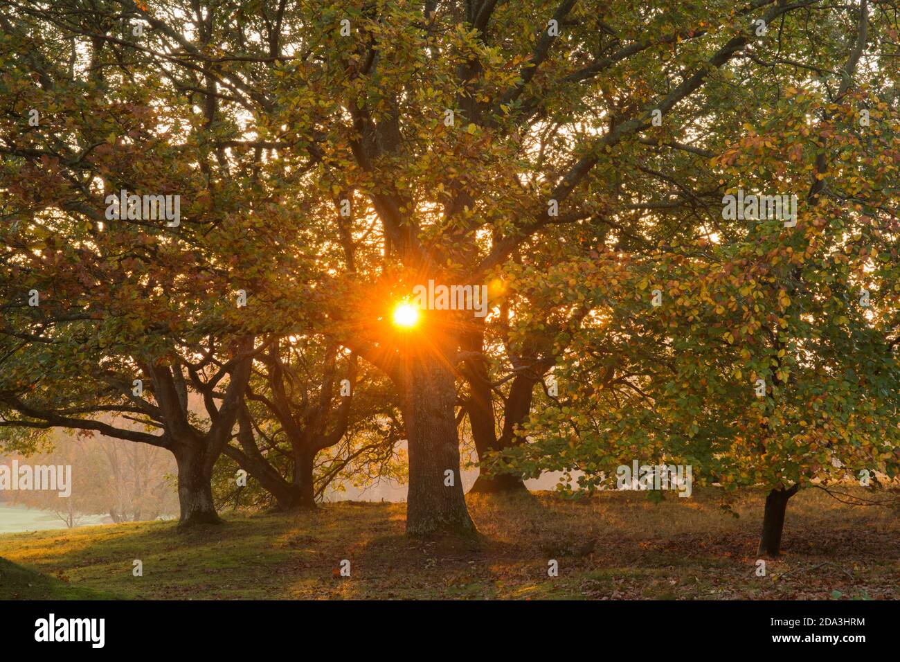 Buche, Fagus sylvatica, Eiche, Qurcus, Sonne untergeht im Herbst hinter farbigen Blättern Sonne zeigt durch goldene Bäume, November Stockfoto