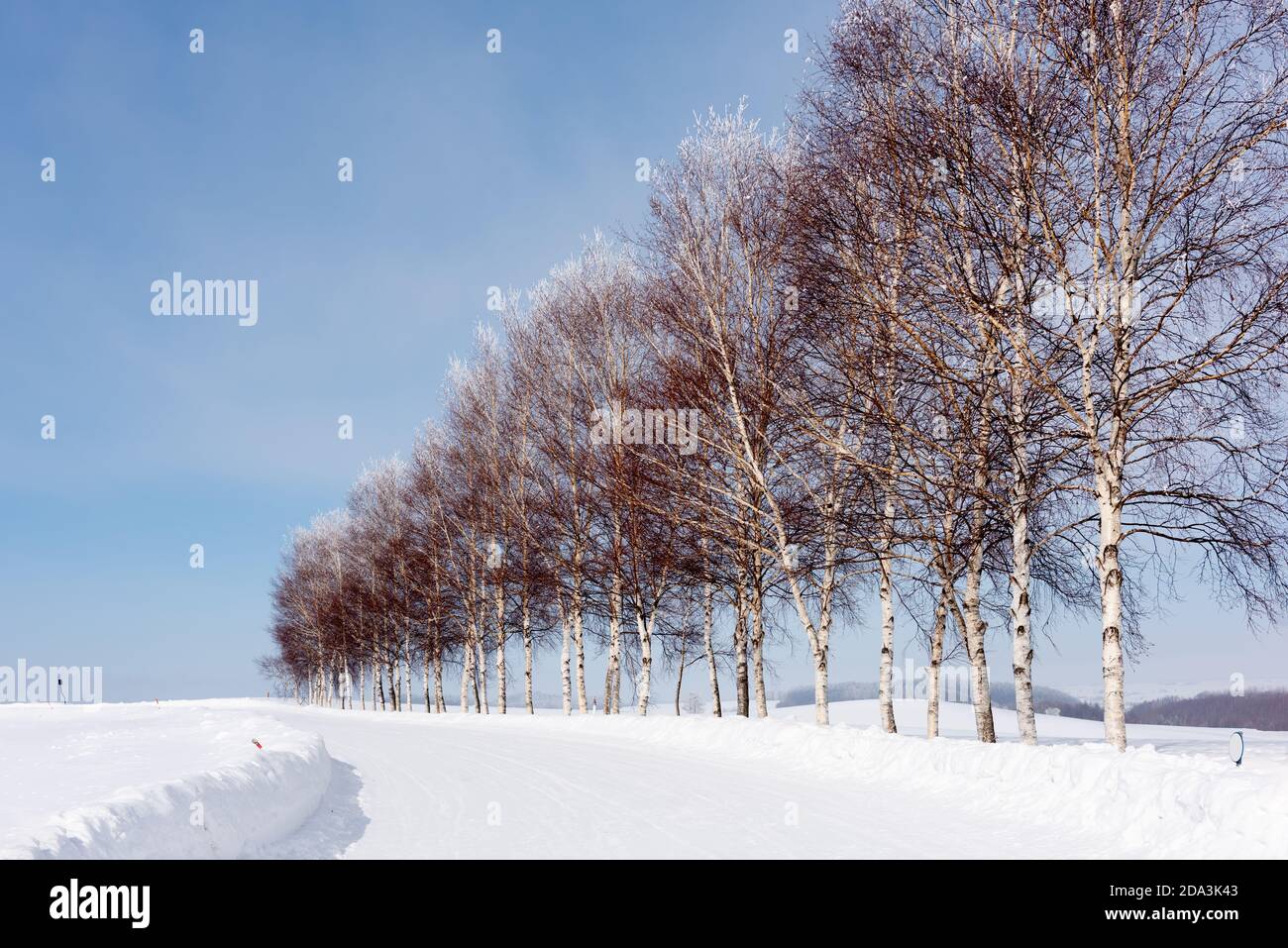 Winterliche Landschaft in Biei, Hokkaido, Japan mit ikonischen Bäumen. Stockfoto