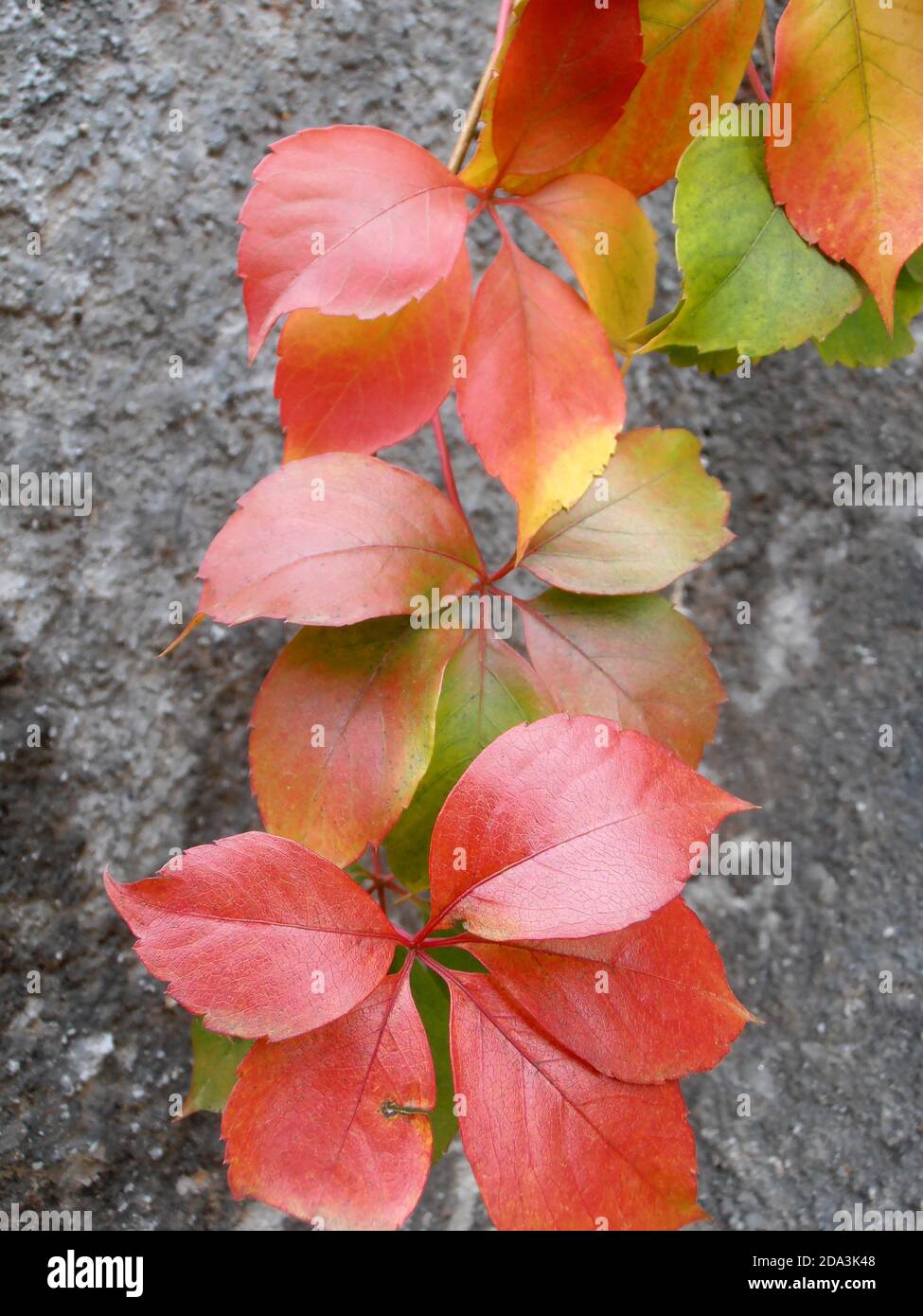 Bunte Blätter mit alten Wand Hintergrund, bunte Blätter Makro, Herbst rot, gelb und grün Blätter, bunte Blätter mit Mustern, Makro-Fotografie Stockfoto