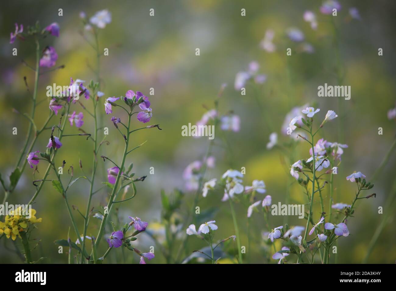 Rosa und weiße Blumen in einem Feld auf einem späten Nachmittag Stockfoto