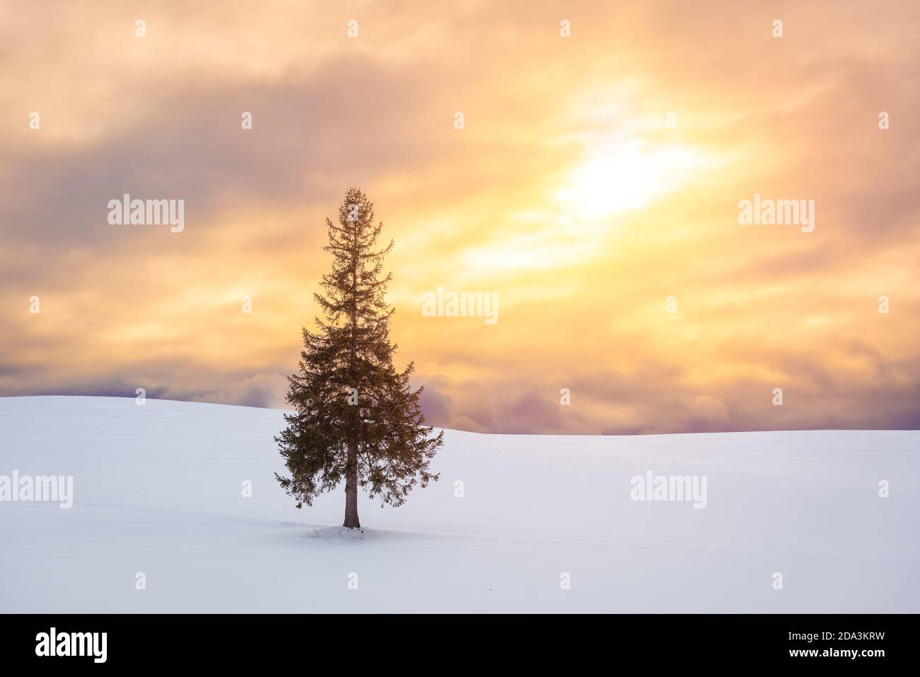 Biei, Hokkaido, Japan am Weihnachtsbaum im Winter. Stockfoto