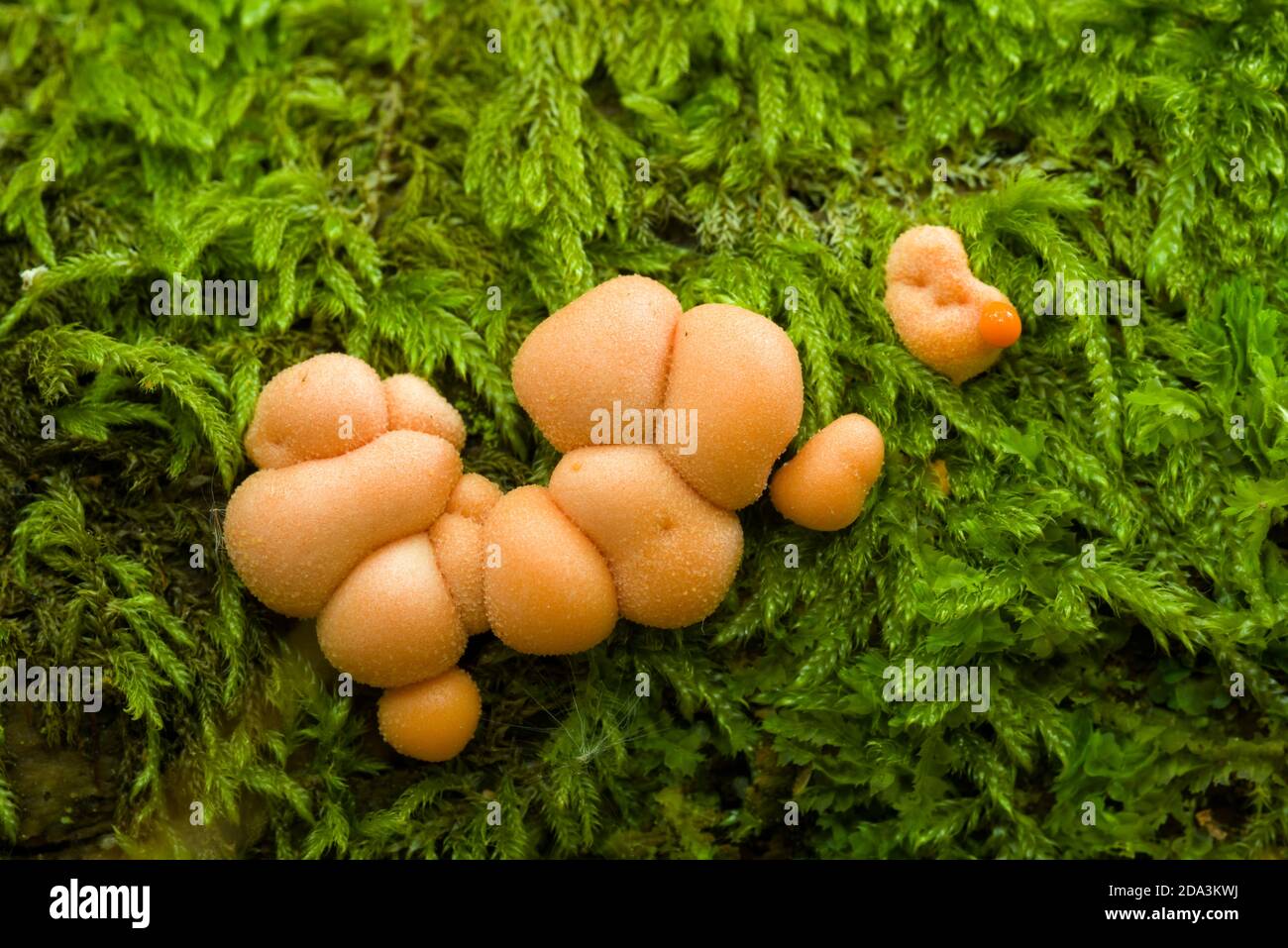 Der brüchige Körper von Wolf's Milk oder Groening's Slime (Lycogala terrestre) Schleimform wächst mit Moos auf einem verrottenden Baumstamm in einem Wald in den Mendip Hills, Somerset, England. Stockfoto