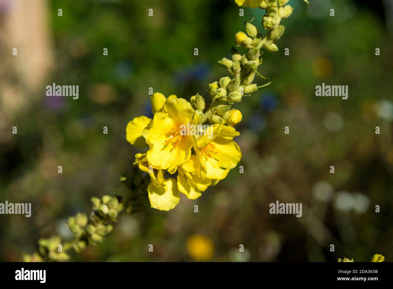 Dense Mullein - Verbascum densiflorum Stockfoto