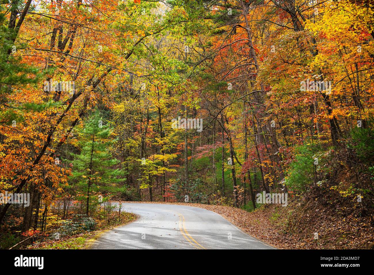Herbstlaub in der Nähe von Helen, Georgia, USA. Stockfoto