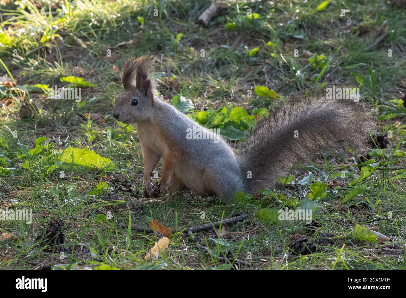 Ein schönes flauschiges grau-oranges neugieriges Eichhörnchen steht auf seinen Hinterbeinen auf dem grünen Gras, Nahaufnahme, Kopierraum. Konzepte für die Tierpflege Stockfoto