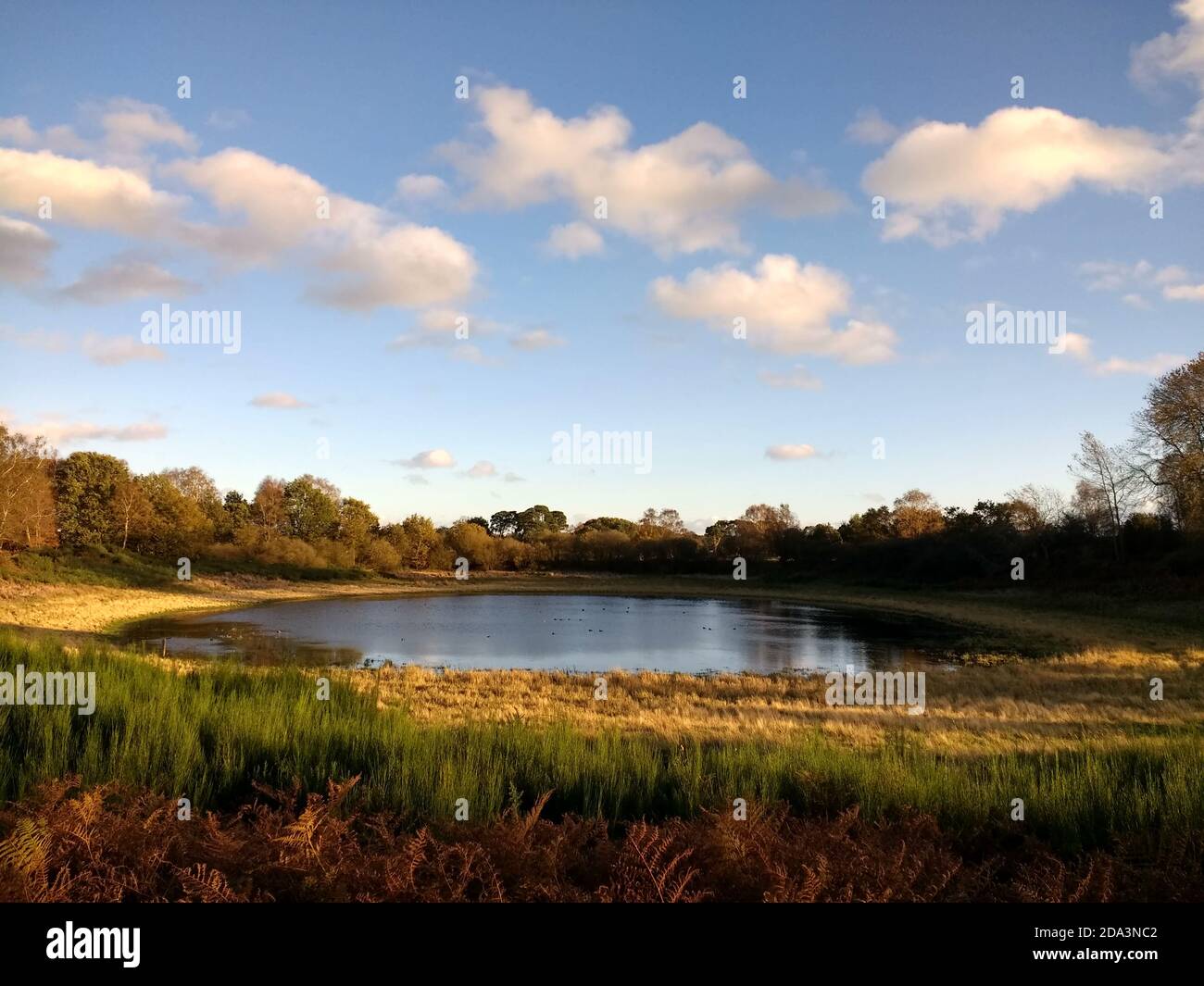 Landschaft von schönen alten nur ruhigen Wasser See in der Natur Buchen Sie im East Wretham Norfolk England im Herbst mit Blauer Himmel gemeinsames Land Stockfoto