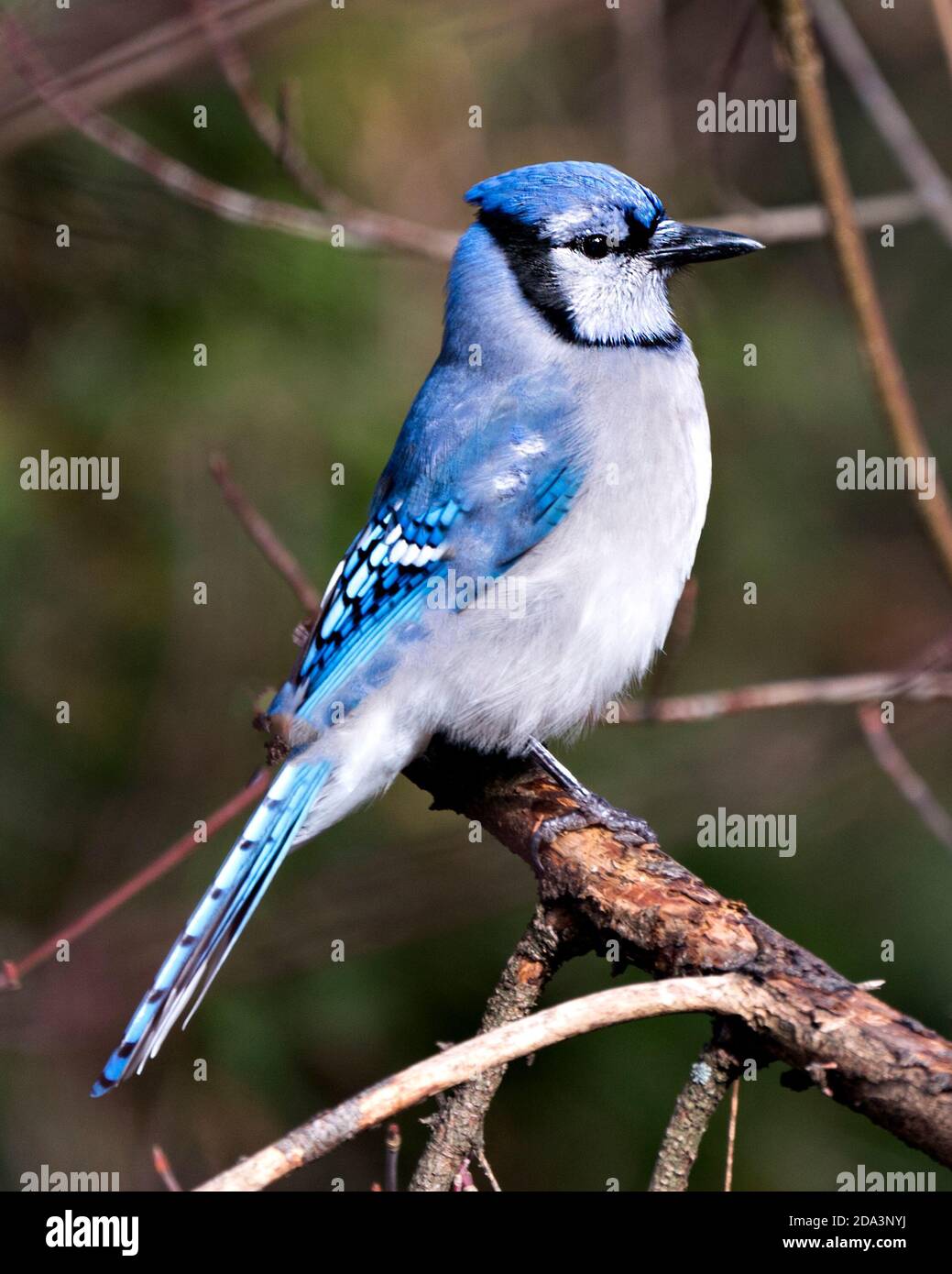 Blue Jay thront auf einem Zweig mit einem unscharfen Hintergrund in der Waldumgebung und Lebensraum mit blauen Federgefieder Flügel. Stockfoto