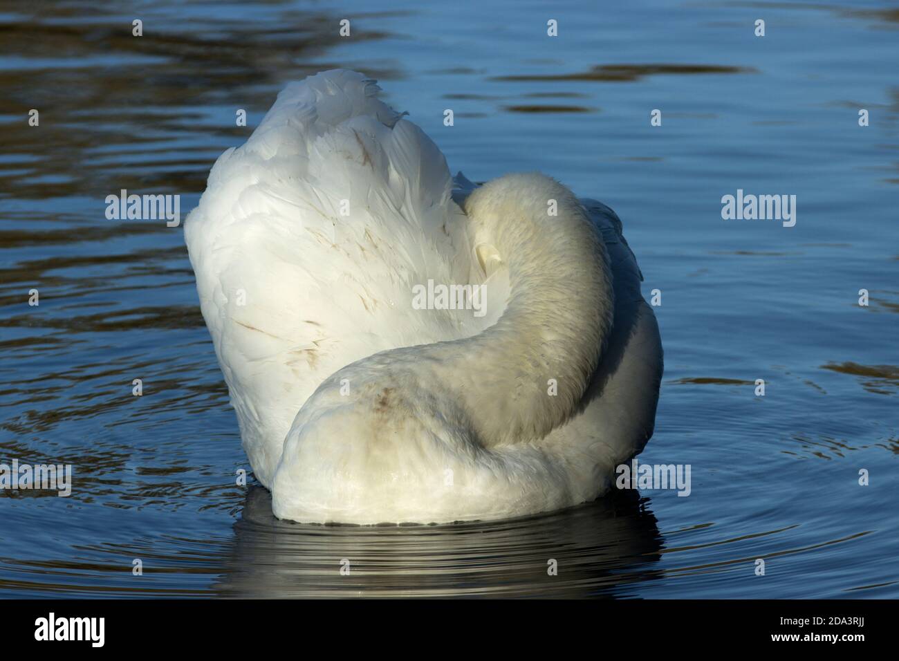 Der Mute Swan ist einer der größten Wasservögel. Sie sind extrem elegant und Paare werden sich verbinden und sich lebenslang paaren, wenn sie bei 3 reifen Stockfoto