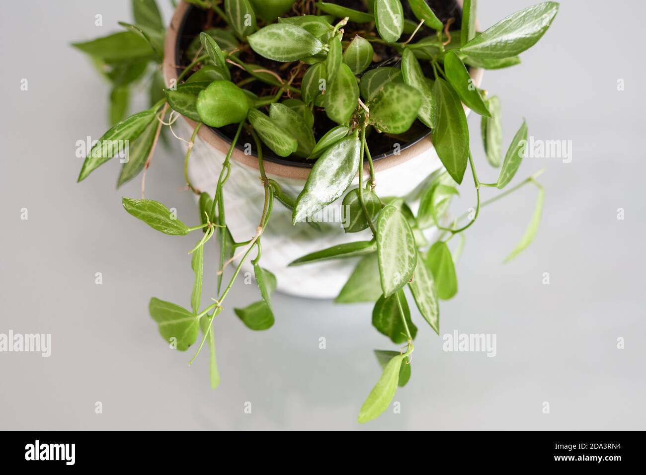 Nahaufnahme einer Zimmerpflanze namens Dischidia ovata. Die Pflanze sitzt in einem weißen Topf mit Patern und hat einen grauen Hintergrund. Stockfoto