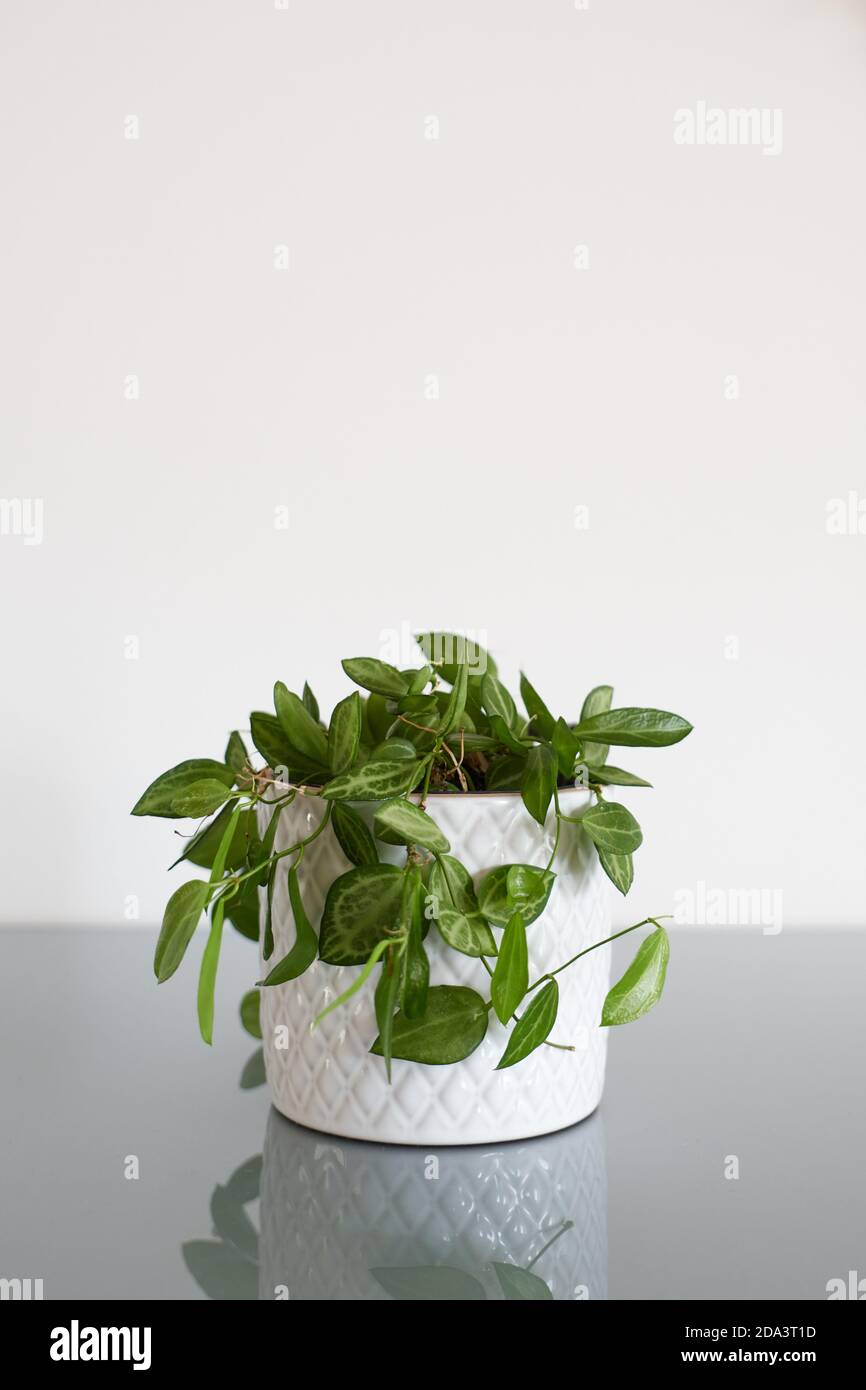 Nahaufnahme einer Zimmerpflanze namens Dischidia ovata, auch bekannt als Wassermelone Dischidia. Die Pflanze sitzt in einem weißen Topf mit Patern und hat einen weißen Backgrou Stockfoto