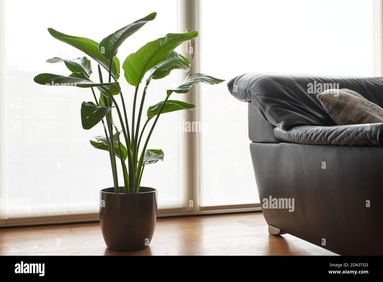 Strelitzia nicolai im Topf neben einer Couch. Stockfoto