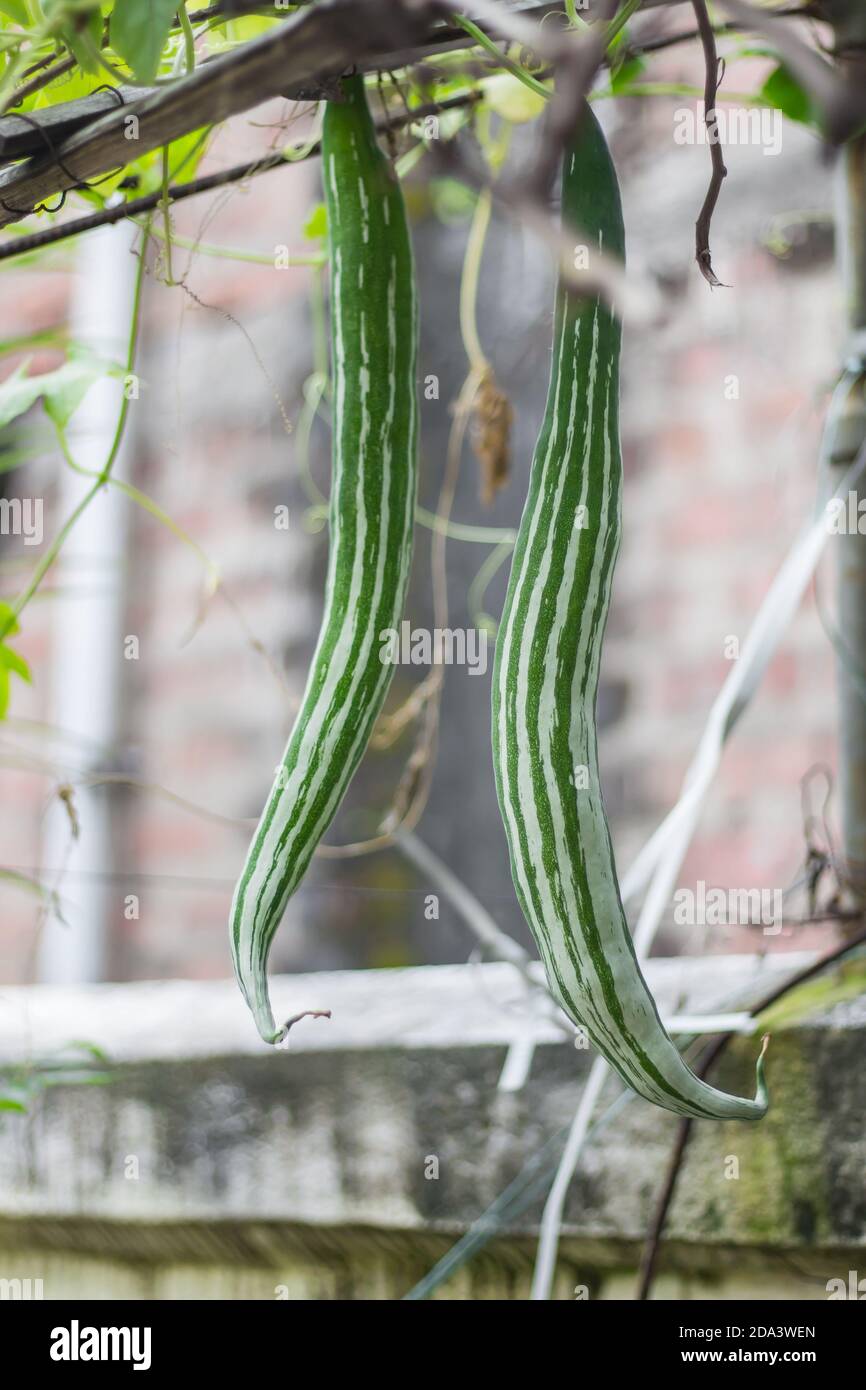 Bio-grüne Schlange Kürbis Gemüse im Hausgarten in indien hängen von Rine.This Gemüse ist weit verbreitet in der asiatischen Küche verwendet. Natürliche im Freien erschossen. Stockfoto