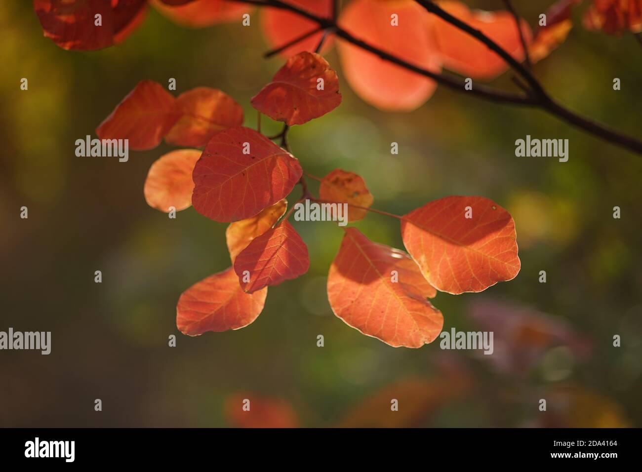 Leuchtend orangefarbene Blätter an einem Baumzweig im sonnigen Wald. Stockfoto