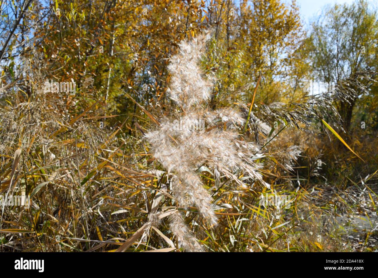 Reifes Gras im Herbst Stockfoto