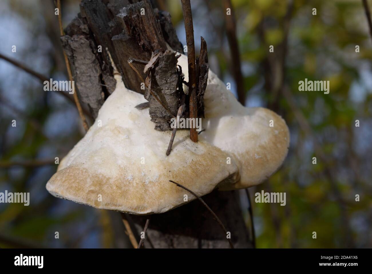 Pilz wächst auf einem abgeschnallten Baumstamm Stockfoto