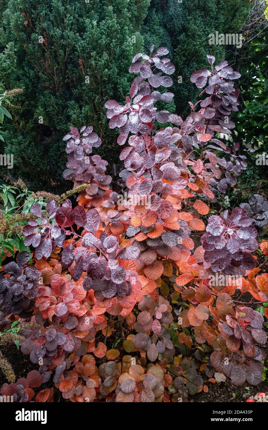 Herbst leuchtendes Rot auf der Smoke Tree Gartenpflanze Stockfoto