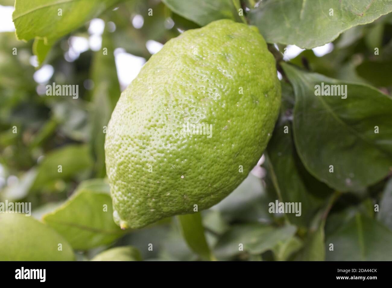 UN limone sull'albero Stockfoto