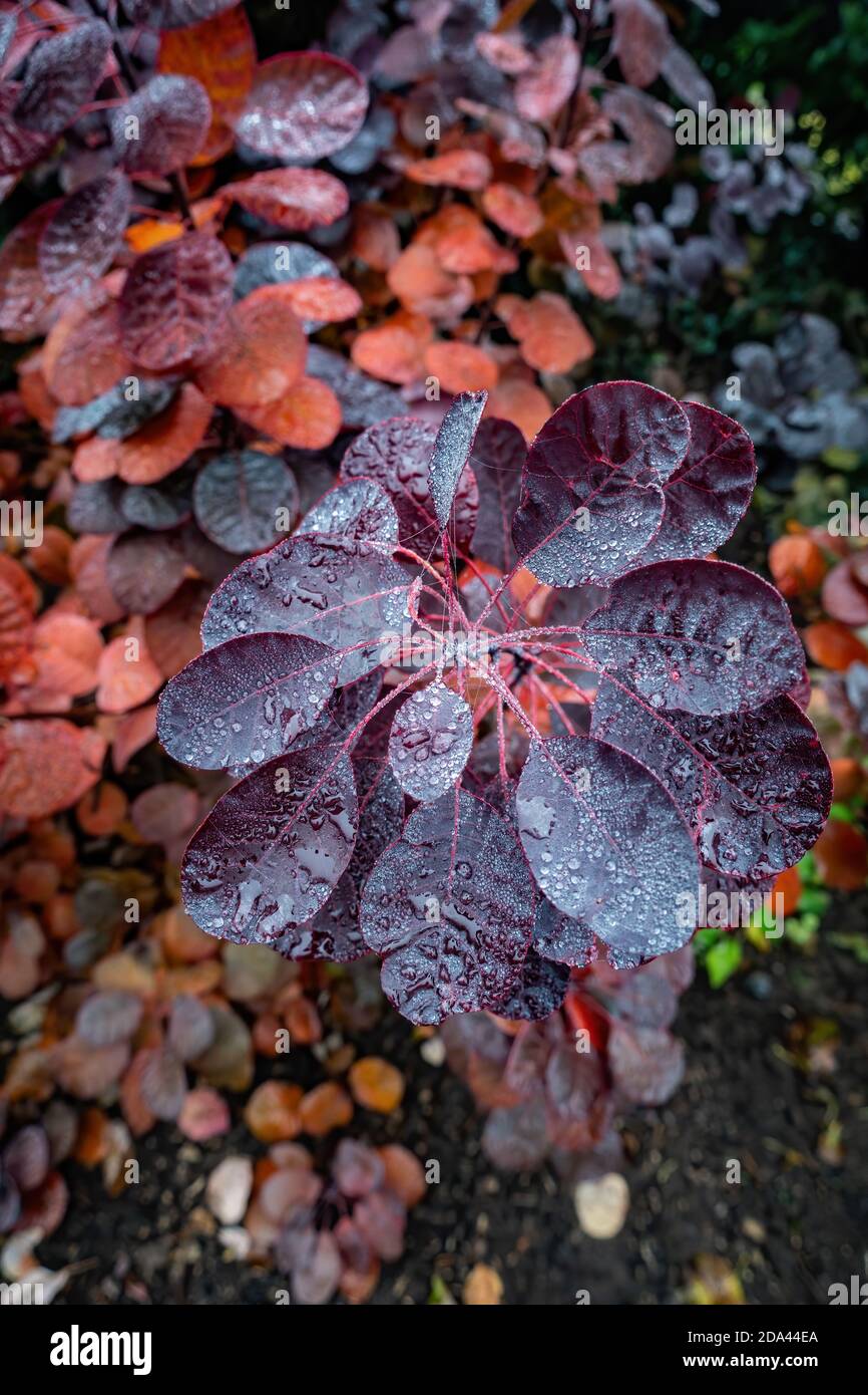 Herbst leuchtendes Rot auf der Smoke Tree Gartenpflanze Stockfoto